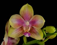 Phal. Hawaiian Dragon Girl